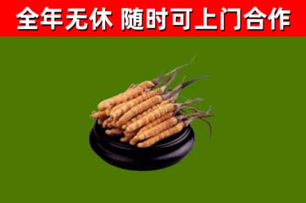 周宁烟酒回收冬虫夏草.jpg